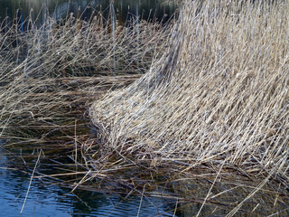 Dry stalks of the rush in the lakeside 