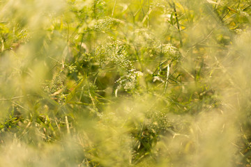 Wild flowers at sunset