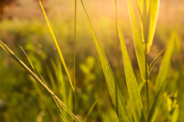 Green grass in backlight