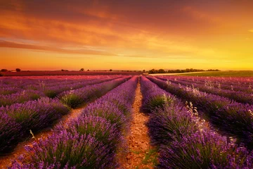 Zelfklevend Fotobehang Lavendel Zonsondergang in Valensole