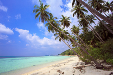 Obraz na płótnie Canvas Palm tree with sunny day. Taling Ngam Beach. Koh Samui island. Thailand.