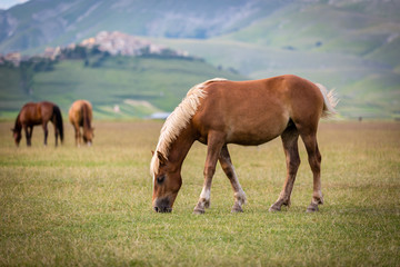 Fototapeta na wymiar Horse at Piano Grande, Castelluccio di Norcia, Italy