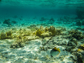 Naklejka na ściany i meble Red Sea - Reef
