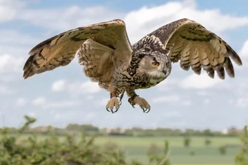 Photo sur Aluminium Hibou Eagle owl in flight with cloudy blue sky as background.