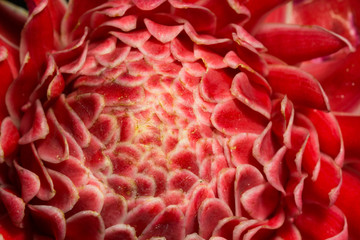 red Etlingera elatior flower