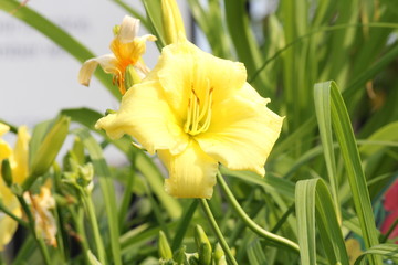 Pretty yellow Daylily 'Stella Supreme' (Hemerocallis)  growing in a small flower garden. Day lilies are rugged, adaptable, vigorous perennials and comes in a variety of colors.