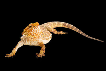 Australian Lizard 