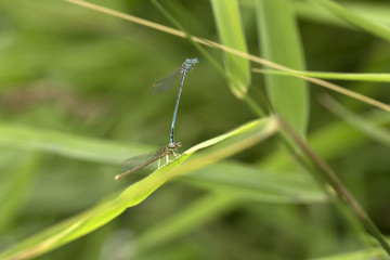 Dragonflies in the Love in the Nature