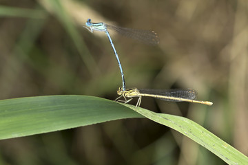 Dragonflies in the Love in the Nature