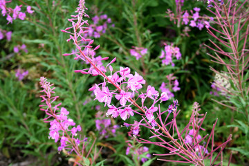 Willow-herb