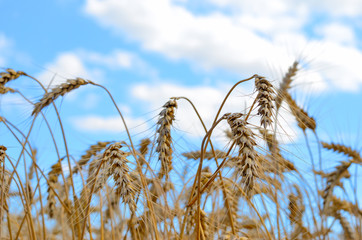 Field wheat ears on a background cloudy sky summer day