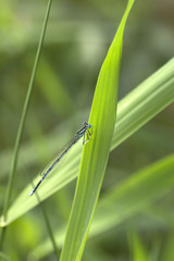 Blue Dragonfly in the Nature