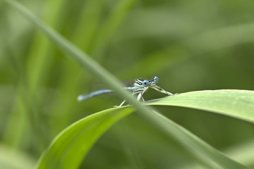 Blue Dragonfly in the Nature
