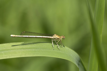Brown Dragonfly in the Nature