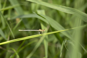 Brown Dragonfly in the Nature