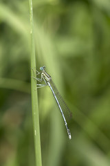 Blue Dragonfly in the Nature