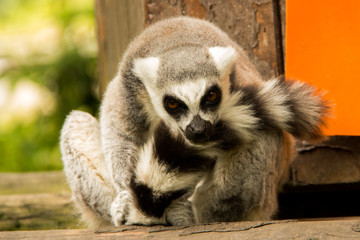Lemur