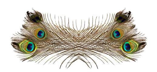 Obraz premium Peacock feathers on white background