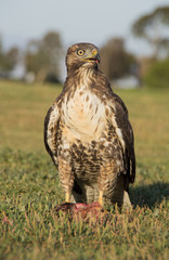 Cooper's Hawk eating a Ground Squirrel