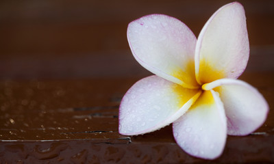 Fototapeta na wymiar Plumeria (frangipani) - holy flower