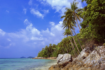 Palm tree with sunny day. Taling Ngam Beach. Koh Samui island. Thailand.