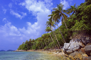 Palm tree with sunny day. Taling Ngam Beach. Koh Samui island. Thailand.