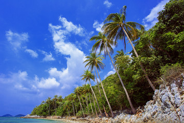 Palm tree with sunny day. Taling Ngam Beach. Koh Samui island. Thailand.