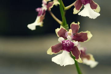 Naklejka na ściany i meble Orchid, one of the largest botanical families