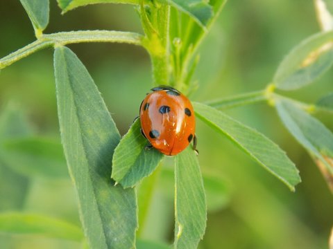 Ladybug on clover leaf