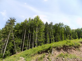 Deciduous forest