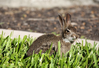 Closeup of cute cottontail bunny rabbit in the garden. Composition with animals