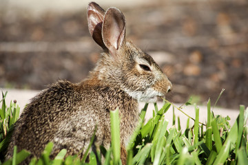 Closeup of cute cottontail bunny rabbit in the garden. Composition with animals