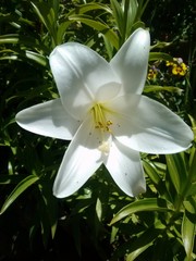 Fototapeta premium Nardo de Jardín