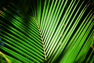 Fototapeta premium Exotic palm leaf, closeup