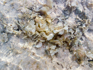 Underwater vegetation of the Red Sea