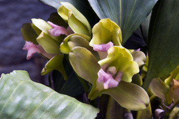 Orchid Anguloa virginalis