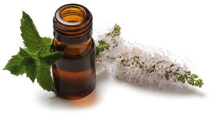 Mentha Mynte Menta Դաղձ ミント Myntur პიტნა Μέντα Mint نعناع Mintut נענע Minzen Mięta Мята Myntasläktet Nane 薄荷 புதினா  © Comugnero Silvana