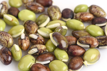 lablab bean or Dolichos bean (Dolichos lablab Linn.).