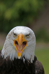 Weisskopfseeadler