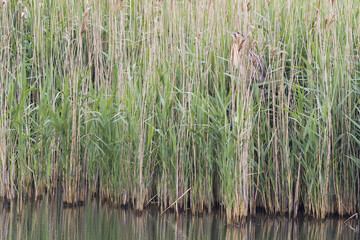 Bittern (Botaurus stellaris) © chris2766