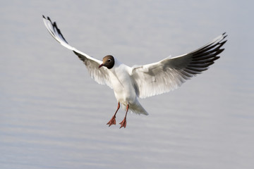 Black headed gull (Larus ridibundus)
