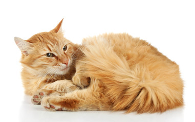 Red cat isolated on white background