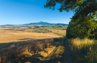 Summer field with cypress in Tuscan landscape in Val d'Orcia
