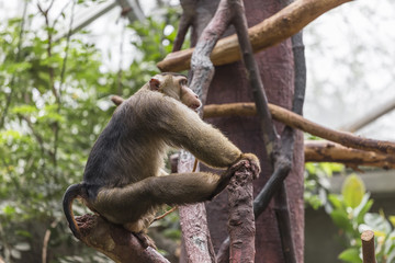 Large monkey