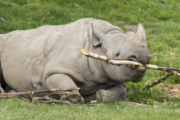 Obraz premium Black rhinoceros