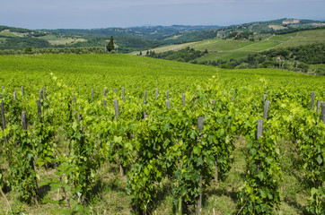 Fototapeta na wymiar agriculture Italian vineyards