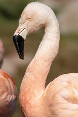 Fototapeta premium Flaming karaibski (Phoenicopterus ruber ruber)