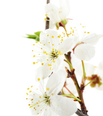 Obraz premium Flowering branch isolated on white
