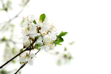 Flowering branch isolated on white