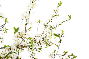 Obraz na płótnie Canvas Flowering branch isolated on white